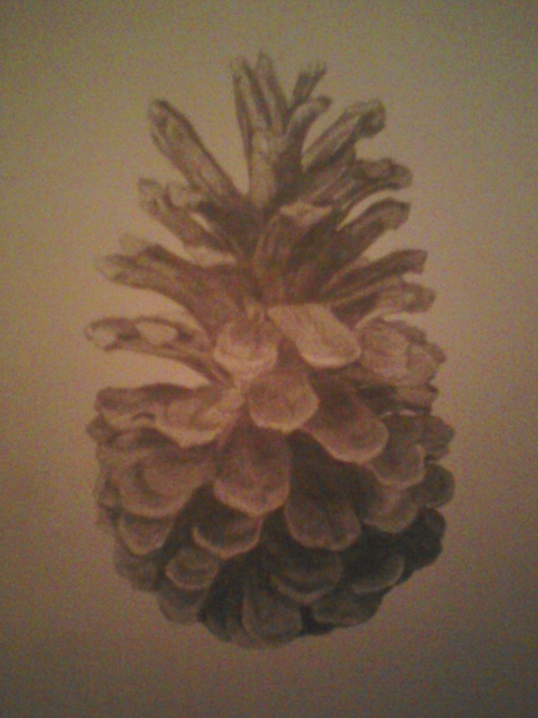 Pine Cone [Sketch]